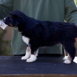 Boy 1 - Australian Shepherd puppy from Forte Australian Shepherds & Co.