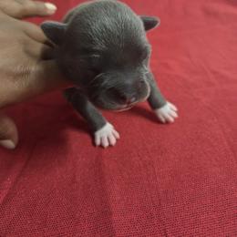 Boy 3 - male Staffordshire Bull Terrier puppy in Houston, Texas from Khaleesi Kennel Blue Staffordshire-bull-terrier