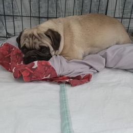 Sugar - Pug