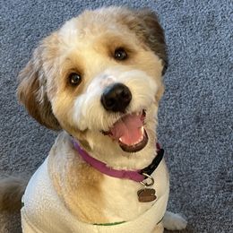 Millie - Bernedoodle