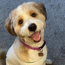 Millie - Bernedoodle