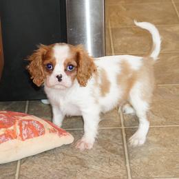 Legend - Blenheim male Cavalier King Charles Spaniel puppy in Pleasant City, Ohio from cywood's ohio cavaliers
