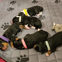 Aussiedoodle Puppies from Parrish Precious Ones
