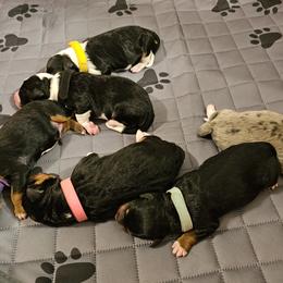 Aussiedoodle Puppies from Parrish Precious Ones