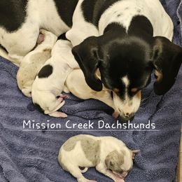 Dachshund puppies from Mission Creek Dachshunds