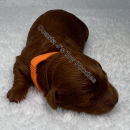 Poodle Puppies from Coasta J’s Toy Poodles