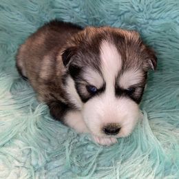 Siberian Husky Puppies from TCE HUSKIES