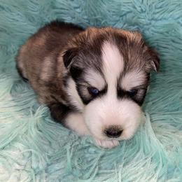 Siberian Husky Puppies from TCE HUSKIES