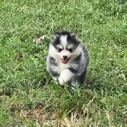 Shaco - Black and white male Pomsky puppy in Boonville, Indiana from Elysian Pomskies