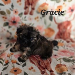 Gracie - Chocolate female Shih Tzu puppy in Turbotville, Pennsylvania from Melanie's Little Lions