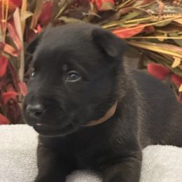 Browning - Black sable male Belgian Malinois puppy in Silsbee, Texas from Tactimal K9 Kennels