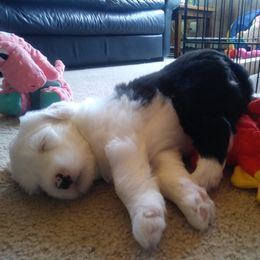 Old English Sheepdog Puppies from Island Bound Old English Sheepdogs