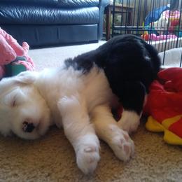 Old English Sheepdog Puppies from Island Bound Old English Sheepdogs