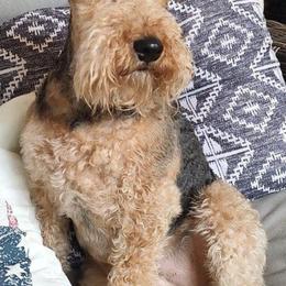 Welsh Terriers from Aska Welsh Terrier
