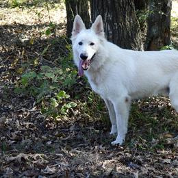 Outlaw - White male German Shepherd puppy in Grand Rivers, Kentucky from Von Frieden German Shepherds LLC
