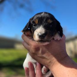 Wednesday - Piebald female Dachshund puppy in Oklahoma from Wilkinson’s Waggish Weiner Dogs