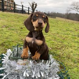 Dancer - Chocolate Dachshund puppy in Fort Worth, Texas from Louis' Litters