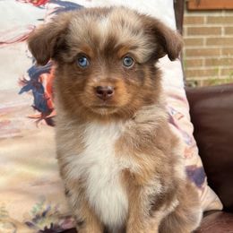 Miniature Australian Shepherds and Toy Australian Shepherds from AC Aussies
