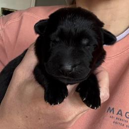 Male - Black male German Shepherd puppy in Windsor, Colorado from German Shepherds