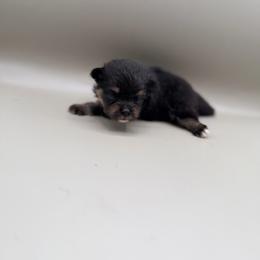 Ingrid - Black and tan female Pomeranian puppy in Brandon, Vermont from Poms All Day