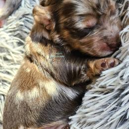 Dapple boy 4000 - Dapple male Dachshund puppy in Herald, California from Bluegum Dachshunds