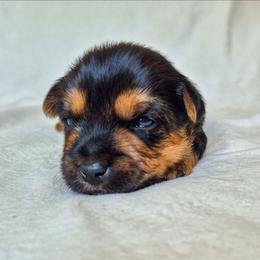 Pongo - Black and tan male Yorkshire Terrier puppy in Blacksburg, South Carolina from Hess Pooches LLC