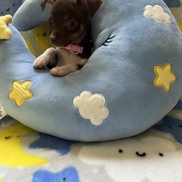 Chihuahua Puppies from CMW Interstellar Kennel