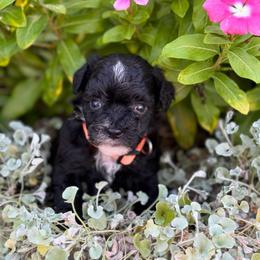 Rapunzel - Black and white female Sheepadoodle puppy in Wharton, Texas from Little Fur Friends