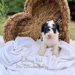 Jailhouse Rock - Tri-color male Bernedoodle puppy in Grove, Oklahoma from Guinn Family Farms