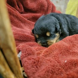 Rottweiler Puppies from Hauser's Kennel