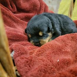 Rottweiler Puppies from Hauser's Kennel