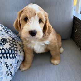Onyx - Red male Australian Labradoodle puppy in Sacramento, California from Delta Breeze Labradoodles