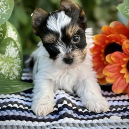 Boy 2 - Black tan and white male Biewer Terrier puppy in Lathrop, California from Forever Charmed