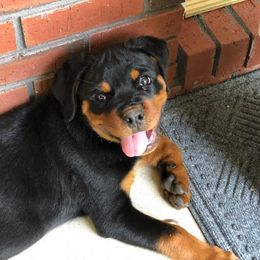 Rottweiler Puppies from Bronx Von Bridges Rottweilers