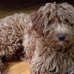 Goldendoodles from Mini Doodles Dandy