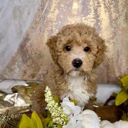 Jefferson - Apricot male Goldendoodle puppy in Sheridan, Arkansas from Arkie Doodles