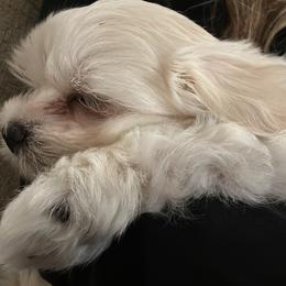 Maltipoo Puppies from Maine's Maltipoos