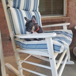 English Bulldog and French Bulldog Puppies from AdoraBull Bulldogs