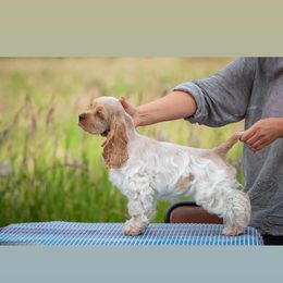 Brittany - Cocker Spaniel