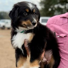 Green collar - Black tri male Miniature Australian Shepherd puppy in 32046, Florida from River Hill Ranch