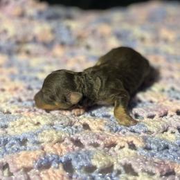 Bruno - Brown male Poodle puppy in Purdy, Missouri from The Dynasty
