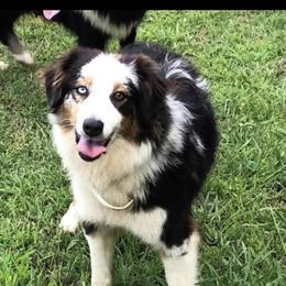 Mercy - Australian Shepherd