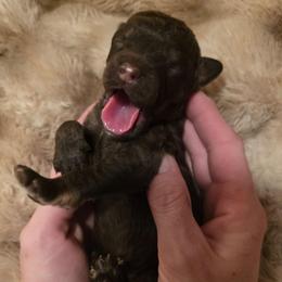 Halo - Phantom male Poodle puppy in New York from Powder Puff Poodles