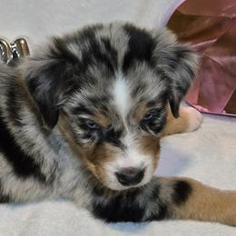 Buddy - Blue merle male Australian Shepherd puppy in Peach Bottom, Pennsylvania from Arcadia Australian Shepherds