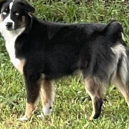 Emma - Miniature Australian Shepherd