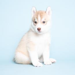 Robicheaux - Red and white male Siberian Husky puppy in Meadow Vista, California from Thistle Hill Siberians