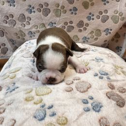 Boston Terrier Puppies from Alanna Boswell