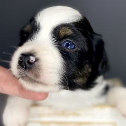 Marvin - Miniature Australian Shepherd puppy in La Salle Parish, Louisiana from Diamond KC Kennels