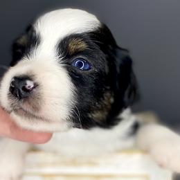 Marvin - Miniature Australian Shepherd puppy in La Salle Parish, Louisiana from Diamond KC Kennels