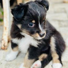 Trixie - Black tri female Toy Australian Shepherd puppy in Luling, Texas from Little Wood Toy and Mini Aussies